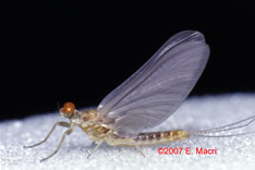 Sulfur Mayfly that hatches on the Letort
